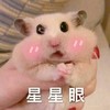 萌宠 仓鼠 星星眼 害羞 呆萌 可爱