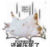 猫咪 喵星人 胖乎乎 没接住楼楼 被压死了 斗图 搞笑 啪