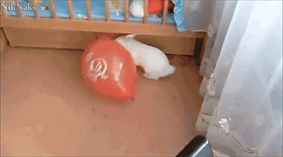 兔子 吓坏 气球爆炸