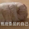 萌宠 猫星人 抱抱委屈的自己 难受 搞怪 呆萌