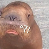 海豹 不屑 搞笑 得瑟