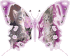 蝴蝶 小猫 翅膀 闪光