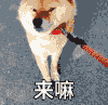 汪星人 柴犬 柯基 来嘛