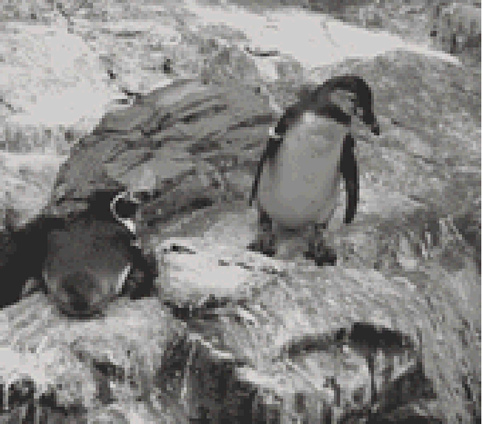 企鹅 摔倒 搞笑 动物