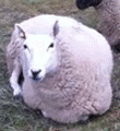 绵羊 嚼  sheep