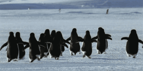 南极 企鹅 奔跑 可爱