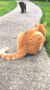 宠物 搞笑 快跑 萌 gif