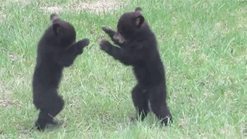 熊 打架 扭打 摔跤