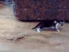 猫咪 蜥蜴 惊吓 搞笑