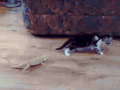 猫咪 蜥蜴 惊吓 搞笑