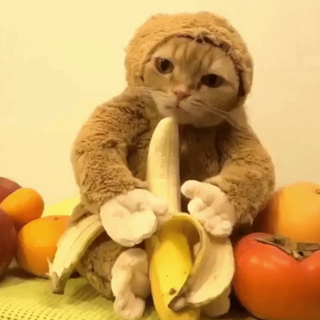 猫咪 穿衣服 吃香蕉 好萌
