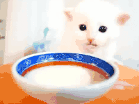 猫咪 喝水 白色 萌萌哒