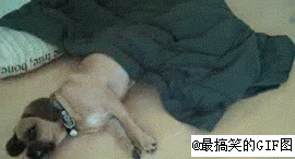 小狗 睡觉 搞笑 眨眼