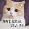 萌宠 猫星人 懵懂的眼神里写满了疑惑 无奈 呆萌 可爱