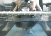 水池 手 猫咪 蹬腿