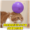 猫咪 萌猫 猪腩肉 调戏老婆 搞笑 抖音 抖音表情包 抖音表情 soogif soogif出品