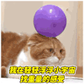 猫咪 萌猫 猪腩肉 调戏老婆 搞笑 抖音 抖音表情包 抖音表情 soogif soogif出品