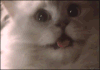 freak 搞笑 喵星人 gif