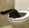 猫咪 钻马桶 逗比 欢乐