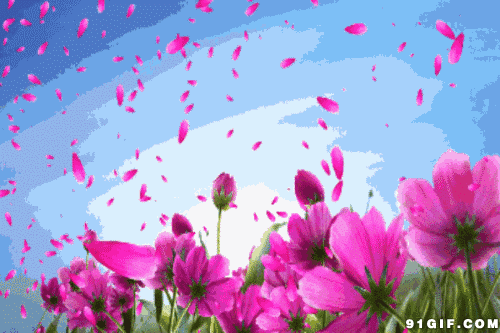 粉色 花瓣 飘散 盛开