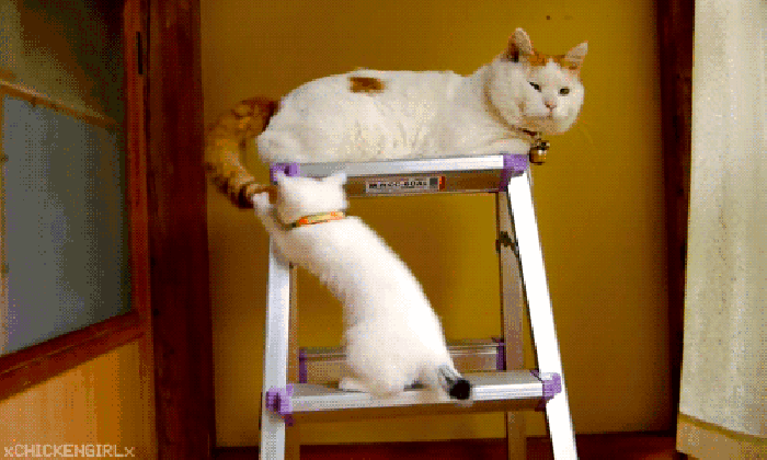 猫咪 梯子 尾巴 搞笑