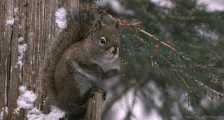 松鼠 大树 下雪 可爱