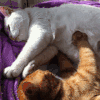 猫咪 按摩 可爱