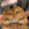 萌宠 猫星人 这谁顶得住啊 无奈 呆萌 可爱