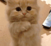 小猫 可爱 毛茸茸 大眼睛