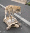 汪星人 秋田犬 乌龟 狗 萌宠 欺负银