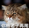 猫咪 喵星人 文字表情包 搞笑 四川话