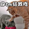 猫 萌宠 喵星人 猫咪 你tm给我吃 soogif soogif出品