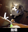 小猫 室内 玩耍 抽烟