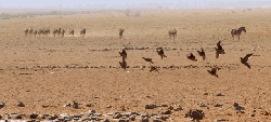 地球脉动 沙鸟 纪录片 缓慢 降落