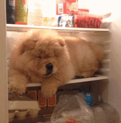 小狗 可爱 冰箱