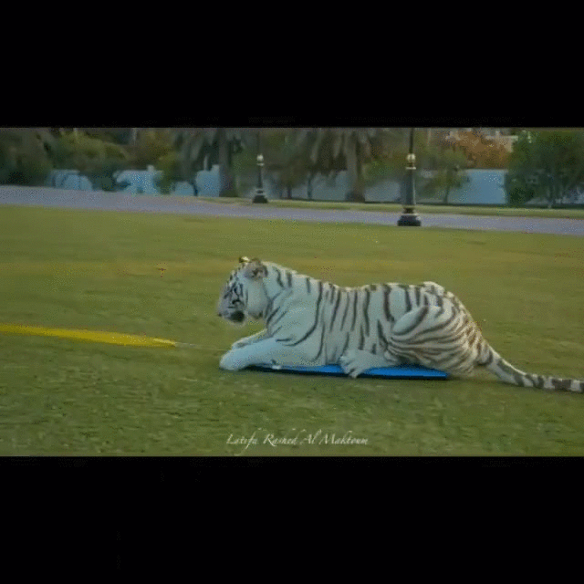 老虎 tiger