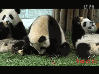 在哪里 找找看 你找到没有 熊猫 大熊猫 吃货 爱玩