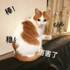萌宠 猫星人 棒 厉害了 呆萌 可爱