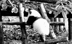 熊 动物 黑色和白色 熊猫 动物 攀登 熊猫熊 熊猫宝宝