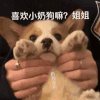 萌宠 汪星人 喜欢小奶狗吗 姐姐 呆萌 可爱