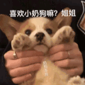 萌宠 汪星人 喜欢小奶狗吗 姐姐 呆萌 可爱