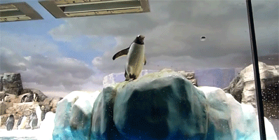 企鹅 滑倒 脚滑 尴尬 掉进水 抓狂