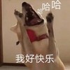 萌宠 猫星人 我好快乐 搞怪 逗