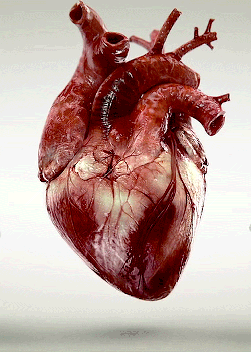 心脏 跳动 器官 活体