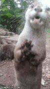 水獭 东张西望 otter