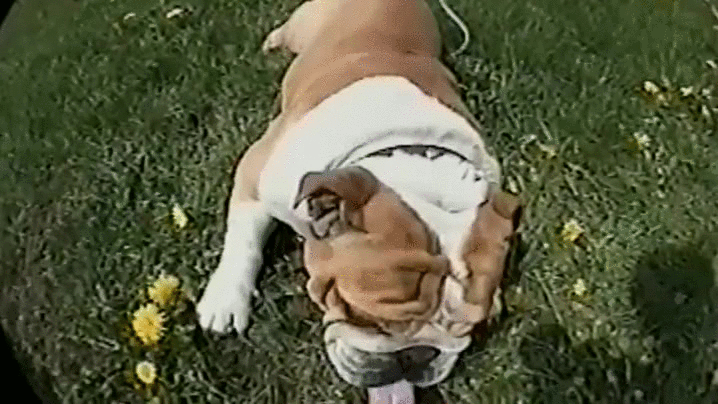 斗牛犬 丑萌 撒娇 草地 翻滚 伸舌头