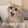 萌宠 喵星人 妈妈 该吃早饭了 搞怪 逗