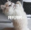 萌宠 猫星人 拜托拜托 求你了 呆萌 可爱