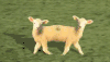 绵羊 魔性 复制 恶心萌 sheep