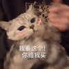萌宠 猫星人 我要这个 你给我买 呆萌 可爱